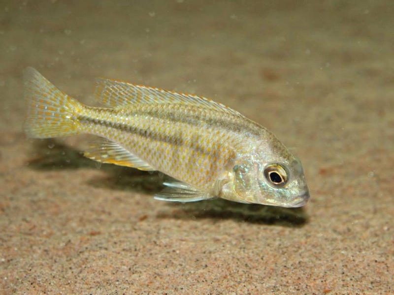 Chilotilapia rhoadesii